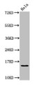 Western Blot, Positive WB detected in: Hela whole cell lysate, All lanes: HIST1H2AG antibody at 1.25ug/ml, Secondary, Goat polyclonal to rabbit IgG at 1/50000 dilution, Predicted band size: 15 kDa, Observed band size: 15 kDa