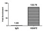 Chromatin Immunoprecipitation Hela (4*10 6 , treated with 30mM sodium butyrate for 4h) were treated with Micrococcal Nuclease, sonicated, and immunoprecipitated with 5ug anti-H2AFZ (CAC15263) or a control normal rabbit IgG. The resulting ChIP DNA was quantified using real-time PCR with primers against the β-Globin promoter. Chromatin Immunoprecipitation Hela (4*10 6 , treated with 30mM sodium butyrate for 4h) were treated with Micrococcal Nuclease, sonicated, and immunoprecipitated with 5ug anti-H2AFZ (CAC15263) or a control normal rabbit IgG. The resulting ChIP DNA was quantified using real-time PCR with primers against the β-Globin promoter.