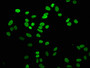 Immunofluorescence staining of Hela cells with CAC15268 at 1:5, counter-stained with DAPI. The cells were fixed in 4% formaldehyde, permeabilized using 0.2% Triton X-100 and blocked in 10% normal Goat Serum. The cells were then incubated with the antibody overnight at 4°C. The secondary antibody was Alexa Fluor 488-congugated AffiniPure Goat Anti-Rabbit IgG(H+L).