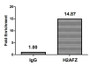 Chromatin Immunoprecipitation Hela (4*10 6 ) were treated with Micrococcal Nuclease, sonicated, and immunoprecipitated with 5ug anti-H2AFZ (CAC15268) or a control normal rabbit IgG. The resulting ChIP DNA was quantified using real-time PCR with primers against the β-Globin promoter.