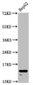 Western Blot, Positive WB detected in: HepG2 whole cell lysate, All lanes: H2AFZ antibody at 1.96ug/ml, Secondary, Goat polyclonal to rabbit IgG at 1/50000 dilution, Predicted band size: 14 kDa, Observed band size: 14 kDa