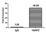 Chromatin Immunoprecipitation Hela (4*10 6 ) were treated with Micrococcal Nuclease, sonicated, and immunoprecipitated with 5ug anti-H2AFZ (CAC15269) or a control normal rabbit IgG. The resulting ChIP DNA was quantified using real-time PCR with primers against the β-Globin promoter.