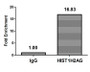 Chromatin Immunoprecipitation Hela (4*10 6 , treated with 30mM sodium crotonylate for 4h) were treated with Micrococcal Nuclease, sonicated, and immunoprecipitated with 5ug anti-HIST1H2AG (CAC15271) or a control normal rabbit IgG. The resulting ChIP DNA was quantified using real-time PCR with primers against the β-Globin promoter.