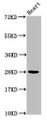 Western Blot, Positive WB detected in: Mouse heart tissue, All lanes: HIST1H2AG antibody at 1.04ug/ml, Secondary, Goat polyclonal to rabbit IgG at 1/50000 dilution, Predicted band size: 15 kDa, Observed band size: 28 kDa Western Blot, Positive WB detected in: Mouse heart tissue, All lanes: HIST1H2AG antibody at 1.04ug/ml, Secondary, Goat polyclonal to rabbit IgG at 1/50000 dilution, Predicted band size: 15 kDa, Observed band size: 28 kDa