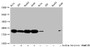 Western Blot, Detected samples: Hela whole cell lysate, 293 whole cell lysate, HepG2 whole cell lysate, A549 whole cell lysate; Untreated (-) or treated (+) with 30mM sodium butyrate for 4h, All lanes: HIST1H1C antibody at 1:500, Secondary, Goat polyclonal to rabbit IgG at 1/40000 dilution, Predicted band size: 22 kDa, Observed band size: 22 kDa