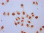 Immunocytochemistry analysis of CAC15282 diluted at 1:5 and staining in Hela cells (treated with 30mM sodium butyrate for 4h) performed on a Leica BondTM system. The cells were fixed in 4% formaldehyde, permeabilized using 0.2% Triton X-100 and blocked with 10% normal goat serum 30min at RT. Then primary antibody (1% BSA) was incubated at 4°C overnight. The primary is detected by a biotinylated secondary antibody and visualized using an HRP conjugated SP system.