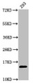 Western Blot, Positive WB detected in: 293 whole cell lysate, All lanes: HIST1H2AG antibody at 0.74ug/ml, Secondary, Goat polyclonal to rabbit IgG at 1/50000 dilution, Predicted band size: 15 kDa, Observed band size: 15 kDa
