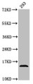 Western Blot, Positive WB detected in: 293 whole cell lysate, All lanes: HIST1H2AG antibody at 0.76ug/ml, Secondary, Goat polyclonal to rabbit IgG at 1/50000 dilution, Predicted band size: 15 kDa, Observed band size: 15 kDa