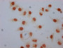 Immunocytochemistry analysis of CAC15288 diluted at 1:5 and staining in Hela cells performed on a Leica BondTM system. The cells were fixed in 4% formaldehyde, permeabilized using 0.2% Triton X-100 and blocked with 10% normal goat serum 30min at RT. Then primary antibody (1% BSA) was incubated at 4°C overnight. The primary is detected by a biotinylated secondary antibody and visualized using an HRP conjugated SP system.