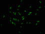 Immunofluorescence staining of Hela cells with CAC15291 at 1:25, counter-stained with DAPI. The cells were fixed in 4% formaldehyde, permeabilized using 0.2% Triton X-100 and blocked in 10% normal Goat Serum. The cells were then incubated with the antibody overnight at 4°C. The secondary antibody was Alexa Fluor 488-congugated AffiniPure Goat Anti-Rabbit IgG(H+L).