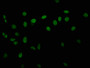 Immunofluorescence staining of Hela cells with CAC15292 at 1:10, counter-stained with DAPI. The cells were fixed in 4% formaldehyde, permeabilized using 0.2% Triton X-100 and blocked in 10% normal Goat Serum. The cells were then incubated with the antibody overnight at 4°C. The secondary antibody was Alexa Fluor 488-congugated AffiniPure Goat Anti-Rabbit IgG(H+L). Immunofluorescence staining of Hela cells with CAC15292 at 1:10, counter-stained with DAPI. The cells were fixed in 4% formaldehyde, permeabilized using 0.2% Triton X-100 and blocked in 10% normal Goat Serum. The cells were then incubated with the antibody overnight at 4°C. The secondary antibody was Alexa Fluor 488-congugated AffiniPure Goat Anti-Rabbit IgG(H+L).