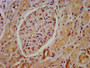 IHC image of CAC15301 diluted at 1:800 and staining in paraffin-embedded human kidney tissue performed on a Leica BondTM system. After dewaxing and hydration, antigen retrieval was mediated by high pressure in a citrate buffer (pH 6.0). Section was blocked with 10% normal goat serum 30min at RT. Then primary antibody (1% BSA) was incubated at 4°C overnight. The primary is detected by a biotinylated secondary antibody and visualized using an HRP conjugated SP system.