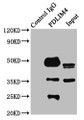 Immunoprecipitating PDLIM4 in K562 whole cell lysate, Lane 1: Rabbit control IgG instead of CAC15311 in K562 whole cell lysate. For western blotting, a HRP-conjugated Protein G antibody was used as the secondary antibody (1/2000), Lane 2: CAC15311 (6ug) + K562 whole cell lysate (500ug), Lane 3: K562 whole cell lysate (20ug) Immunoprecipitating PDLIM4 in K562 whole cell lysate, Lane 1: Rabbit control IgG instead of CAC15311 in K562 whole cell lysate. For western blotting, a HRP-conjugated Protein G antibody was used as the secondary antibody (1/2000), Lane 2: CAC15311 (6ug) + K562 whole cell lysate (500ug), Lane 3: K562 whole cell lysate (20ug)