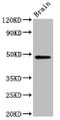 Western Blot, Positive WB detected in: Mouse brain tissue, All lanes: RAD9B antibody at 6ug/ml, Secondary, Goat polyclonal to rabbit IgG at 1/50000 dilution, Predicted band size: 48, 47, 39, 29, 30 kDa, Observed band size: 48 kDa