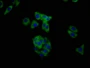 Immunofluorescence staining of HepG2 cells with CAC15324 at 1:200, counter-stained with DAPI. The cells were fixed in 4% formaldehyde, permeabilized using 0.2% Triton X-100 and blocked in 10% normal Goat Serum. The cells were then incubated with the antibody overnight at 4°C. The secondary antibody was Alexa Fluor 488-congugated AffiniPure Goat Anti-Rabbit IgG(H+L).