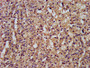 IHC image of CAC15328 diluted at 1:300 and staining in paraffin-embedded human adrenal gland tissue performed on a Leica BondTM system. After dewaxing and hydration, antigen retrieval was mediated by high pressure in a citrate buffer (pH 6.0). Section was blocked with 10% normal goat serum 30min at RT. Then primary antibody (1% BSA) was incubated at 4°C overnight. The primary is detected by a biotinylated secondary antibody and visualized using an HRP conjugated SP system.
