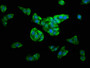 Immunofluorescence staining of HepG2 cells with CAC15328 at 1:100, counter-stained with DAPI. The cells were fixed in 4% formaldehyde, permeabilized using 0.2% Triton X-100 and blocked in 10% normal Goat Serum. The cells were then incubated with the antibody overnight at 4°C. The secondary antibody was Alexa Fluor 488-congugated AffiniPure Goat Anti-Rabbit IgG(H+L).
