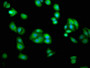 Immunofluorescence staining of HepG2 cells with CAC15329 at 1:233, counter-stained with DAPI. The cells were fixed in 4% formaldehyde, permeabilized using 0.2% Triton X-100 and blocked in 10% normal Goat Serum. The cells were then incubated with the antibody overnight at 4°C. The secondary antibody was Alexa Fluor 488-congugated AffiniPure Goat Anti-Rabbit IgG(H+L). Immunofluorescence staining of HepG2 cells with CAC15329 at 1:233, counter-stained with DAPI. The cells were fixed in 4% formaldehyde, permeabilized using 0.2% Triton X-100 and blocked in 10% normal Goat Serum. The cells were then incubated with the antibody overnight at 4°C. The secondary antibody was Alexa Fluor 488-congugated AffiniPure Goat Anti-Rabbit IgG(H+L).