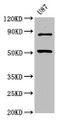 Western Blot, Positive WB detected in: U87 whole cell lysate, All lanes: BHLHE41 antibody at 6.75ug/ml, Secondary, Goat polyclonal to rabbit IgG at 1/50000 dilution, Predicted band size: 51 kDa, Observed band size: 51 kDa