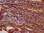 IHC image of CAC15336 diluted at 1:600 and staining in paraffin-embedded human small intestine tissue performed on a Leica BondTM system. After dewaxing and hydration, antigen retrieval was mediated by high pressure in a citrate buffer (pH 6.0). Section was blocked with 10% normal goat serum 30min at RT. Then primary antibody (1% BSA) was incubated at 4°C overnight. The primary is detected by a biotinylated secondary antibody and visualized using an HRP conjugated SP system.