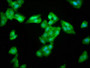 Immunofluorescence staining of HepG2 cells with CAC15338 at 1:266, counter-stained with DAPI. The cells were fixed in 4% formaldehyde, permeabilized using 0.2% Triton X-100 and blocked in 10% normal Goat Serum. The cells were then incubated with the antibody overnight at 4°C. The secondary antibody was Alexa Fluor 488-congugated AffiniPure Goat Anti-Rabbit IgG(H+L).