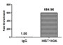 Chromatin Immunoprecipitation Hela (4*10 6 , treated with 30mM sodium butyrate for 4h) were treated with Micrococcal Nuclease, sonicated, and immunoprecipitated with 5ug anti-HIST1H3A (CAC15341) or a control normal rabbit IgG. The resulting ChIP DNA was quantified using real-time PCR with primers against the β-Globin promoter.