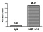 Chromatin Immunoprecipitation Hela (4*10 6 ) were treated with Micrococcal Nuclease, sonicated, and immunoprecipitated with 5ug anti-HIST1H3A (CAC15343) or a control normal rabbit IgG. The resulting ChIP DNA was quantified using real-time PCR with primers against the β-Globin promoter.