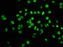 Immunofluorescence staining of Hela cells with CAC15347 at 1:1, counter-stained with DAPI. The cells were fixed in 4% formaldehyde, permeabilized using 0.2% Triton X-100 and blocked in 10% normal Goat Serum. The cells were then incubated with the antibody overnight at 4°C. The secondary antibody was Alexa Fluor 488-congugated AffiniPure Goat Anti-Rabbit IgG(H+L).