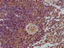 IHC image of CAC15364 diluted at 1:400 and staining in paraffin-embedded human spleen tissue performed on a Leica BondTM system. After dewaxing and hydration, antigen retrieval was mediated by high pressure in a citrate buffer (pH 6.0). Section was blocked with 10% normal goat serum 30min at RT. Then primary antibody (1% BSA) was incubated at 4°C overnight. The primary is detected by a biotinylated secondary antibody and visualized using an HRP conjugated SP system.