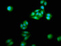 Immunofluorescence staining of HepG2 cells with CAC15367 at 1:166, counter-stained with DAPI. The cells were fixed in 4% formaldehyde, permeabilized using 0.2% Triton X-100 and blocked in 10% normal Goat Serum. The cells were then incubated with the antibody overnight at 4°C. The secondary antibody was Alexa Fluor 488-congugated AffiniPure Goat Anti-Rabbit IgG(H+L).