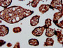 IHC image of CAC15369 diluted at 1:400 and staining in paraffin-embedded human placenta tissue performed on a Leica BondTM system. After dewaxing and hydration, antigen retrieval was mediated by high pressure in a citrate buffer (pH 6.0). Section was blocked with 10% normal goat serum 30min at RT. Then primary antibody (1% BSA) was incubated at 4°C overnight. The primary is detected by a biotinylated secondary antibody and visualized using an HRP conjugated SP system.