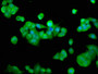 Immunofluorescence staining of PC-3 cells with CAC15371 at 1:133, counter-stained with DAPI. The cells were fixed in 4% formaldehyde, permeabilized using 0.2% Triton X-100 and blocked in 10% normal Goat Serum. The cells were then incubated with the antibody overnight at 4°C. The secondary antibody was Alexa Fluor 488-congugated AffiniPure Goat Anti-Rabbit IgG(H+L).