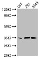 Western Blot, Positive WB detected in: U87 whole cell lysate, 293 whole cell lysate, A549 whole cell lysate, All lanes: VAX1 antibody at 3.8ug/ml, Secondary, Goat polyclonal to rabbit IgG at 1/50000 dilution, Predicted band size: 35, 22 kDa, Observed band size: 35 kDa