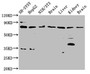 Western Blot, Positive WB detected in: SH-SY5Y whole cell lysate, HepG2 whole cell lysate, NIH/3T3 whole cell lysate, Rat brain tissue, Rat liver tissue, Rat kidney tissue, Mouse brain tissue, All lanes: CUX1 antibody at 3.7ug/ml, Secondary, Goat polyclonal to rabbit IgG at 1/50000 dilution, Predicted band size: 78, 73, 165, 162, 166, 154, 158, 148, 76 kDa, Observed band size: 78 kDa