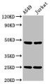 Western Blot, Positive WB detected in: A549 whole cell lysate, Jurkat whole cell lysate, All lanes: LILRA3 antibody at 4.2ug/ml, Secondary, Goat polyclonal to rabbit IgG at 1/50000 dilution, Predicted band size: 48, 41, 50 kDa, Observed band size: 48 kDa