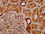 IHC image of CAC15384 diluted at 1:300 and staining in paraffin-embedded human kidney tissue performed on a Leica BondTM system. After dewaxing and hydration, antigen retrieval was mediated by high pressure in a citrate buffer (pH 6.0). Section was blocked with 10% normal goat serum 30min at RT. Then primary antibody (1% BSA) was incubated at 4°C overnight. The primary is detected by a biotinylated secondary antibody and visualized using an HRP conjugated SP system.