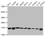 Western Blot, Positive WB detected in: Hela whole cell lysate, Jurkat whole cell lysate, 293 whole cell lysate, HepG2 whole cell lysate, Rat brain tissue, Rat liver tissue, Rat kidney tissue, Mouse liver tissue, Mouse kidney tissue, All lanes: HIST1H3A antibody at 1.3ug/ml, Secondary, Goat polyclonal to rabbit IgG at 1/50000 dilution, Predicted band size: 16 kDa, Observed band size: 16 kDa