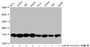 Western Blot, Detected samples: Hela whole cell lysate, Jurkat whole cell lysate, 293 whole cell lysate, HepG2 whole cell lysate; Untreated (-) or treated (+) with 30mM sodium butyrate for 4h, All lanes: HIST1H3A antibody at 1:500, Secondary, Goat polyclonal to rabbit IgG at 1/40000 dilution, Predicted band size: 16 kDa, Observed band size: 16 kDa