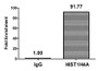 Chromatin Immunoprecipitation Hela (4*10 6 , treated with 10mM sodium propionate for 4h) were treated with Micrococcal Nuclease, sonicated, and immunoprecipitated with 5ug anti-HIST1H4A (CAC15407) or a control normal rabbit IgG. The resulting ChIP DNA was quantified using real-time PCR with primers against the β-Globin promoter.