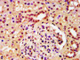 IHC image of CAC15408 diluted at 1:40 and staining in paraffin-embedded human kidney tissue performed on a Leica BondTM system. After dewaxing and hydration, antigen retrieval was mediated by high pressure in a citrate buffer (pH 6.0). Section was blocked with 10% normal goat serum 30min at RT. Then primary antibody (1% BSA) was incubated at 4°C overnight. The primary is detected by a biotinylated secondary antibody and visualized using an HRP conjugated SP system.