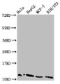 Western Blot, Positive WB detected in: Hela whole cell lysate, HepG2 whole cell lysate, MCF-7 whole cell lysate, NIH/3T3 whole cell lysate, All lanes: HIST1H4A antibody at 0.08ug/ml, Secondary, Goat polyclonal to rabbit IgG at 1/50000 dilution, Predicted band size: 12 kDa, Observed band size: 12 kDa