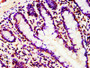IHC image of CAC15414 diluted at 1:10 and staining in paraffin-embedded human small intestine tissue performed on a Leica BondTM system. After dewaxing and hydration, antigen retrieval was mediated by high pressure in a citrate buffer (pH 6.0). Section was blocked with 10% normal goat serum 30min at RT. Then primary antibody (1% BSA) was incubated at 4°C overnight. The primary is detected by a biotinylated secondary antibody and visualized using an HRP conjugated SP system.