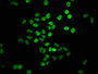 Immunofluorescence staining of Hela cells with CAC15414 at 1:1.3, counter-stained with DAPI. The cells were fixed in 4% formaldehyde, permeabilized using 0.2% Triton X-100 and blocked in 10% normal Goat Serum. The cells were then incubated with the antibody overnight at 4°C. The secondary antibody was Alexa Fluor 488-congugated AffiniPure Goat Anti-Rabbit IgG(H+L).