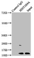 Immunoprecipitating HIST1H4A in HepG2 whole cell lysate, Lane 1: Rabbit control IgG instead of CAC15414 in HepG2 whole cell lysate. For western blotting, a HRP-conjugated Protein G antibody was used as the secondary antibody (1/2000), Lane 2: CAC15414 (2ug) + HepG2 whole cell lysate (500ug), Lane 3: HepG2 whole cell lysate (20ug)