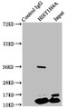 Immunoprecipitating HIST1H4A in Hela whole cell lysate, Lane 1: Rabbit control IgG instead of CAC15415 in Hela whole cell lysate. For western blotting, a HRP-conjugated Protein G antibody was used as the secondary antibody (1/2000), Lane 2: CAC15415 (5ug) + Hela whole cell lysate (500ug), Lane 3: Hela whole cell lysate (20ug)
