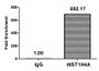 Chromatin Immunoprecipitation Hela (4*10 6 , treated with 10mM sodium propionate for 4h) were treated with Micrococcal Nuclease, sonicated, and immunoprecipitated with 5ug anti-HIST1H4A (CAC15415) or a control normal rabbit IgG. The resulting ChIP DNA was quantified using real-time PCR with primers against the β-Globin promoter.