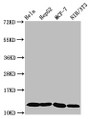 Western Blot, Positive WB detected in: Hela whole cell lysate, HepG2 whole cell lysate, MCF-7 whole cell lysate, NIH/3T3 whole cell lysate, All lanes: HIST1H4A antibody at 0.6ug/ml, Secondary, Goat polyclonal to rabbit IgG at 1/50000 dilution, Predicted band size: 12 kDa, Observed band size: 12 kDa
