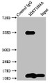 Immunoprecipitating HIST1H4A in Hela whole cell lysate, Lane 1: Rabbit control IgG instead of CAC15417 in Hela whole cell lysate. For western blotting, a HRP-conjugated Protein G antibody was used as the secondary antibody (1/2000), Lane 2: CAC15417 (5ug) + Hela whole cell lysate (500ug), Lane 3: Hela whole cell lysate (20ug)