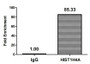 Chromatin Immunoprecipitation Hela (4*10 6 , treated with 30mM sodium crotonylate for 4h) were treated with Micrococcal Nuclease, sonicated, and immunoprecipitated with 5ug anti-HIST1H4A (CAC15418) or a control normal rabbit IgG. The resulting ChIP DNA was quantified using real-time PCR with primers against the β-Globin promoter.