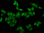 Immunofluorescence staining of Hela cells (treated with 30mM sodium crotonylate for 4h) with CAC15419 at 1:5, counter-stained with DAPI. The cells were fixed in 4% formaldehyde, permeabilized using 0.2% Triton X-100 and blocked in 10% normal Goat Serum. The cells were then incubated with the antibody overnight at 4°C. The secondary antibody was Alexa Fluor 488-congugated AffiniPure Goat Anti-Rabbit IgG(H+L).